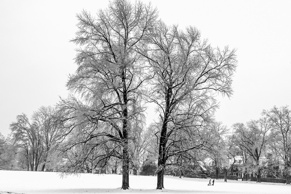 Winter in Rockford Park