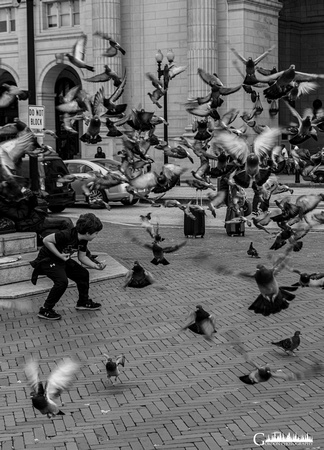A Boy Feeding Pigeons